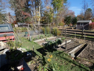 the garden on November 2, mostly bare beds