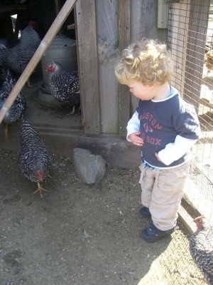 harvey among the chickens
