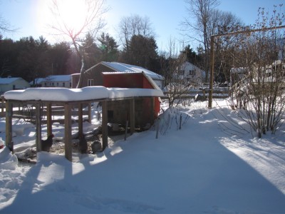 morning sun on the snowy chicken coop
