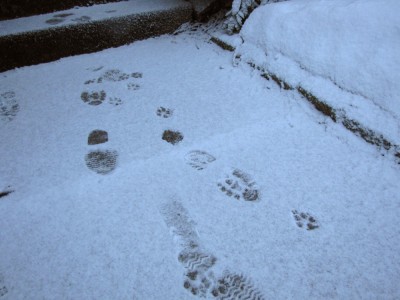 footprints in a quarter-inch of snow