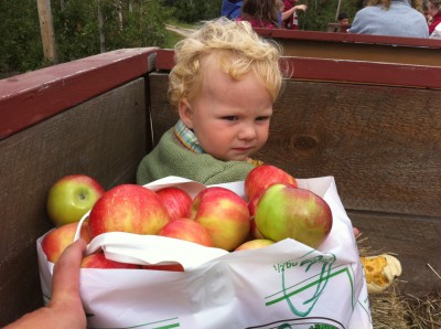 Harvey in the hay wagon with apples