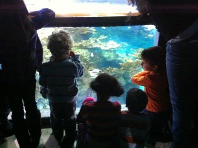 Harvey and friends at the top of the big aquarium tank