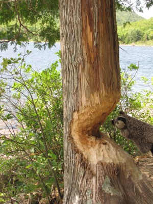 Washington racoon poses with a beaver-gnawed tree