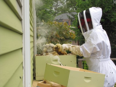 Leah in her beekeeping suit removing messed-up comb from the hive