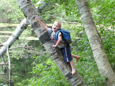 Lijah climbing up a birch tree furnished with spikes for a ladder