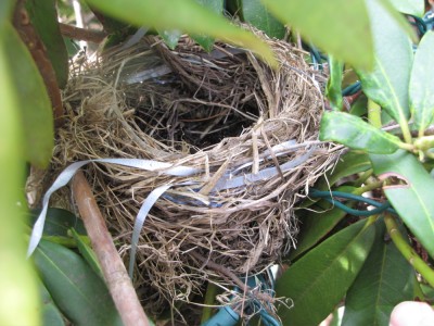 a ribbon-bedecked birds' nest