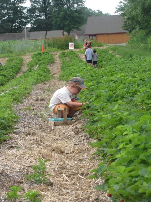 Harvey at work in the strawberry field