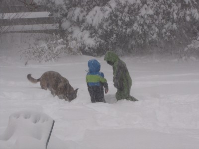 Harvey, Zion, and Rascal out in the yard in deep snow, with lots more falling