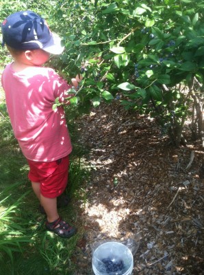 Harvey picking blueberries at the farm