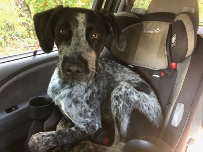 Blue sitting in Lijah's car seat