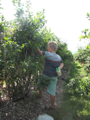 Harvey picking blueberries
