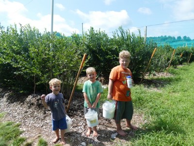 the boys holding their full(ish) buckets in front of the blueberry bushes