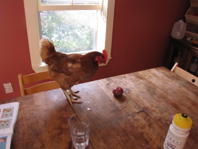 a hen eating an apple on the kitchen table