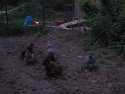 the chickens scratching in the garden before sunrise