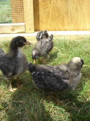 chicks ready to explore