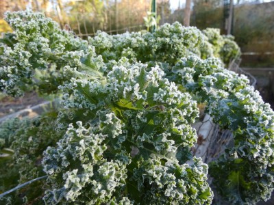 kale edged with ice in the garden