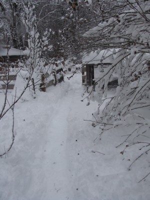 the snowy path to the chicken coop