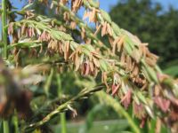 corn tassels