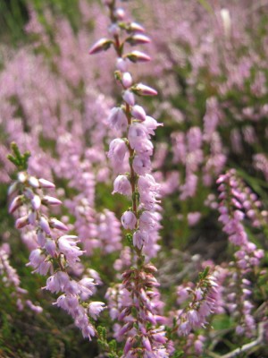 close-up of heather flowers