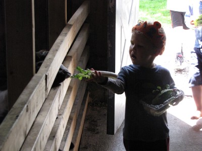 Lijah gingerly feeding a goat some celery