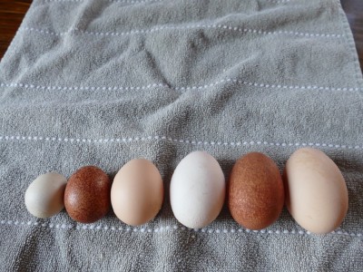 a range of sizes of eggs on a dishtowel