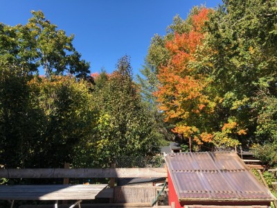 fall trees above the chicken coop