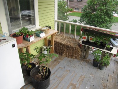 the farm stand on the porch with tomato plants, radishes, garlic scapes, and cookies