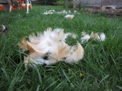 some feathers on the grass