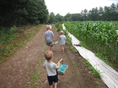 the boys walking to the strawberry fields holding their baskets