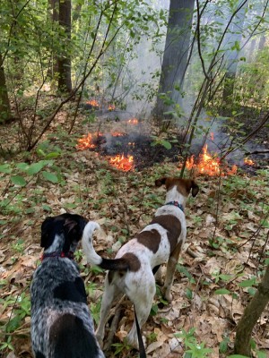 the dogs looking at a little forest fire