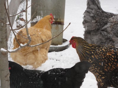 some hens in the snow