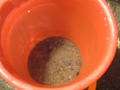 an orange bucket filled with water and sand, with two tiny fish barely distinguishable