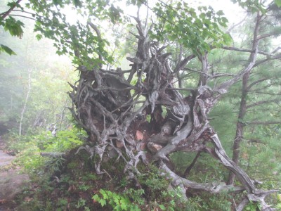 a sculpturesque tangle of uprooted tree roots in the mist