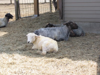 a few sheep relaxing after their shearing