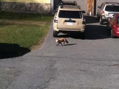 a fox in the neighbor's driveway
