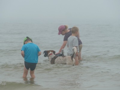 the boys and dogs wading in the ocean in the fog