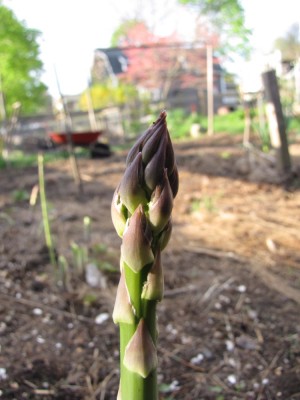 the tip of an asparagus spear in the garden