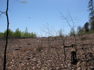 deforestation around Hanscom Field
