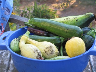 summer squashes in a blue colander