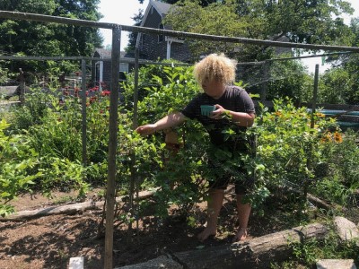 Harvey picking blueberries from our netted bushes