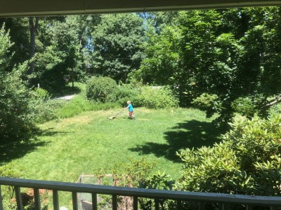 Harvey mowing the lawn with the electric mower