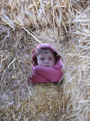 Harvey looking through a window in wall of straw bales