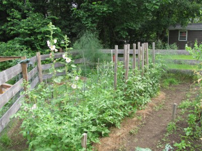 the whole hollyhock plant in amongst the tomatoes