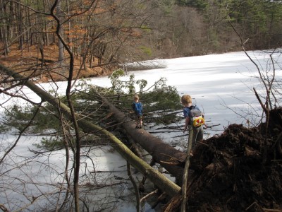 Zion walking out on a giant fallen tree over the ice
