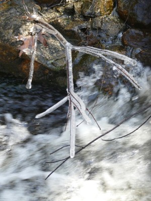 an ice-covered twig above whitewater