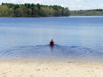 Harvey wading into the water at Long Pond in Acton