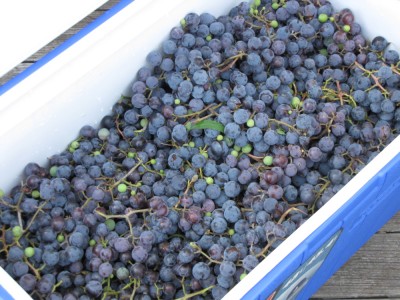 a cooler full of concord grapes