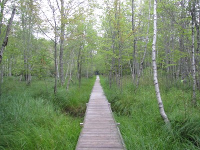 a long straight boardwalk through the woods