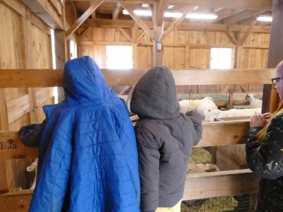 Zion and Lijah watching lambs in the barn