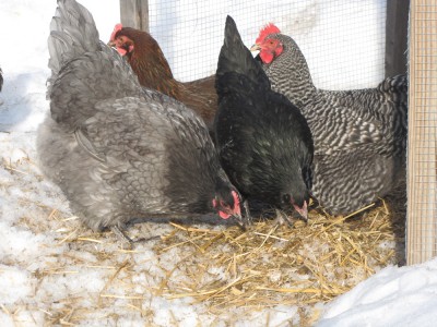 the chickens pecking in snowy straw